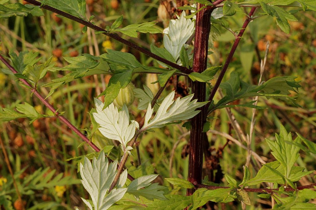 Artemisia vulgaris / Assenzio selvatico